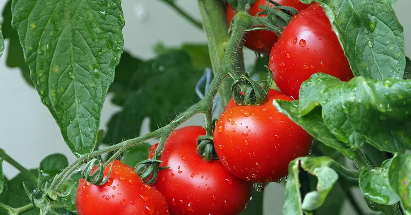 Le vrai secret : faire dégorger les tomates
